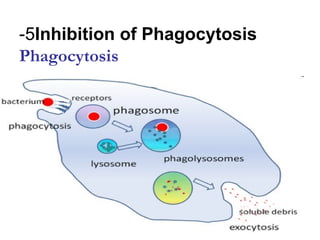 -5Inhibition of Phagocytosis
Phagocytosis
 