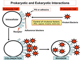 Prokaryotic and Eukaryotic Interactions
Eukaryotic Cell              Pili or adhesins                         Prokaryotic Cell




  Intracellular
                            Control of virulence factors:              Virulent Bacteria
                             (Pilin, capsule, invasins, toxins etc)



                     Adherence blockers
          Receptor




 COLONIZATION                                               INVASION
 