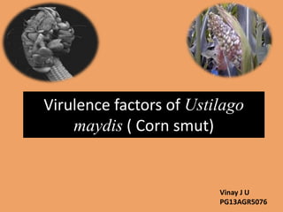 Virulence factors of Ustilago
maydis ( Corn smut)
Vinay J U
PG13AGR5076
 
