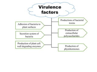 virulence of plant pathogenic bacteria.pptx