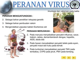 PERANAN VIRUS PERANAN MENGUNTUNGKAN : Sebagai bahan penelitian rekayasa genetik Sebagai bahan pembuatan vaksin Mengendalikan populasi bakteri Eschericia coli PERANAN MERUGIKAN : Pada manusia menyebabkan penyakit influenza, cacar, trakom, rabies, demamberdarah dengue, hepatitis, AIDS, ebola dsb Pada hewan menyebabkan penyakit tetelo pada ayam, penyakit mulut dan kuku pada ternak Pada tumbuhan menyebabkan penyakit TMV pada tembakau, CVPD pada jeruk, PMV pada kentang,  Imunisasi dan vaksinasi pada balita 