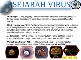 SEJARAH VIRUS Adolf Meyer  (1883, Inggris) : meneliti tanaman tembakau terserang penyakit dengan gejala bintik kuning pada daun, ia berkesimpulan disebabkan oleh bakteri Dimitri Ivanowsky  (1893, Rusia) : mengekstrak daun tembakau yang terinfeksi untuk diuji pada tanaman sehat, ternyata tertular juga. Ia menyimpulkan bahwa penyebab penyakit adalah mikroorganisme yang ukurannya lebih kecil dari bakteri dan dinamai patogen beracun M. Beijerinck  (1897, Belanda) : ia menyimpulkan bahwa patogen tersebut bukan bakteri tetapi hanya berkembang biak pada makhluk hidup saja. Wendell dan Stanley Miller  (1935, Amerika Serikat) : ia mengkristalkan patogen tersebut dan menamainya  Tobacco Mosaic Virus  (TMV) . 