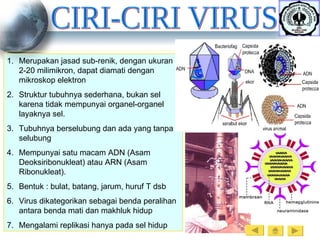 CIRI-CIRI VIRUS Merupakan jasad sub-renik, dengan ukuran 2-20 milimikron, dapat diamati dengan mikroskop elektron Struktur tubuhnya sederhana, bukan sel karena tidak mempunyai organel-organel layaknya sel. Tubuhnya berselubung dan ada yang tanpa selubung Mempunyai satu macam ADN (Asam Deoksiribonukleat) atau ARN (Asam Ribonukleat). Bentuk : bulat, batang, jarum, huruf T dsb Virus dikategorikan sebagai benda peralihan antara benda mati dan makhluk hidup Mengalami replikasi hanya pada sel hidup 