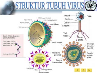 STRUKTUR TUBUH VIRUS 