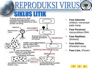 REPRODUKSI VIRUS SIKLUS LITIK Fase Adsorbsi  (Infeksi), menempel pada inang Fase Penetrasi , menyuntikkan DNA Fase Replikasi , (Sintesis) Fase Eklifase , (Perakitan virus) Fase Lisis , (Pecah) 