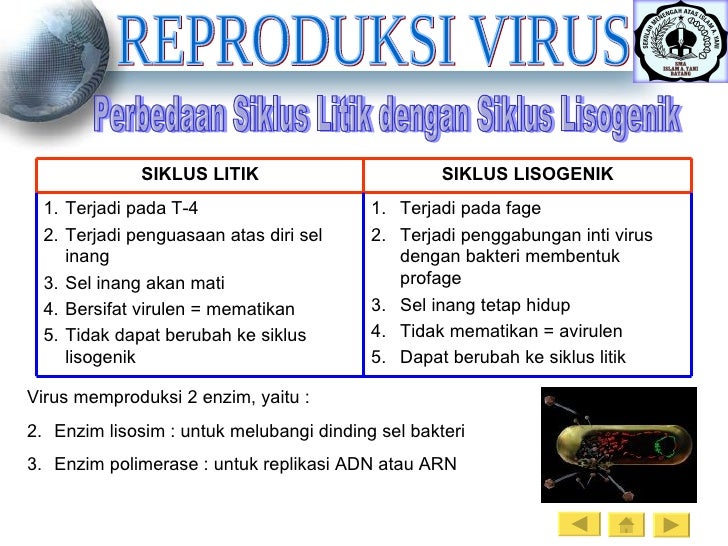 Perbedaan Antara Litik Dan Lisogenik Yaitu Terkait Perbedaan