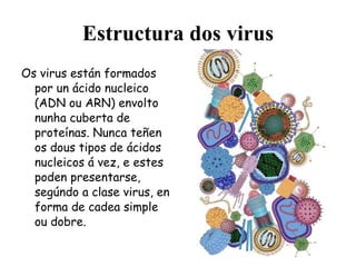 Estructura dos virus Os virus están formados por un ácido nucleico (ADN ou ARN) envolto nunha cuberta de proteínas. Nunca teñen os dous tipos de ácidos nucleicos á vez, e estes poden presentarse, segúndo a clase virus, en forma de cadea simple ou dobre. 