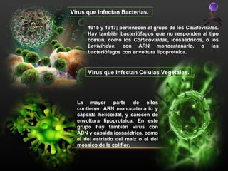 Virus que Infectan Bacterias.  1915 y 1917; pertenecen al grupo de los  Caudovirales . Hay también bacteriófagos que no responden al tipo común, como los  Corticoviridae,  icosaédricos, o los  Leviviridae , con ARN monocatenario, o los bacteriófagos con envoltura lipoproteica. Virus que Infectan Células Vegetales. La mayor parte de ellos contienen ARN monocatenario y cápsida helicoidal, y carecen de envoltura lipoproteica. En este grupo hay también virus con ADN y cápsida icosaédrica, como el del estriado del maíz o el del mosaico de la coliflor. 