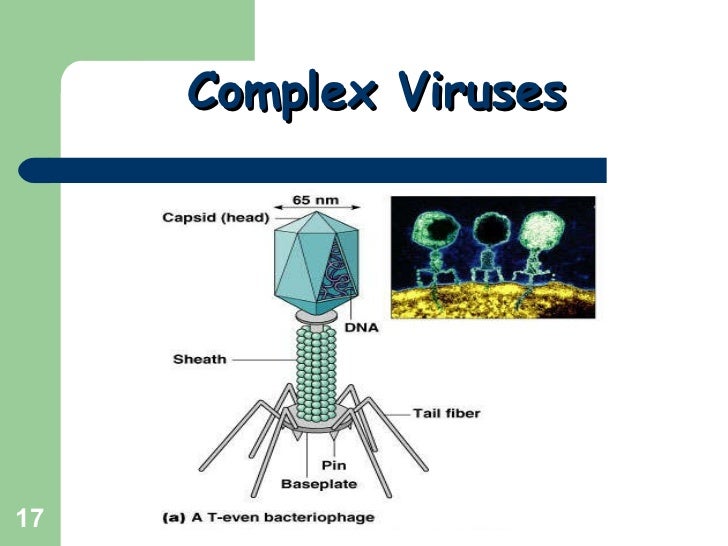 Viruses polyhedral binal Virus