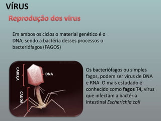 VÍRUSReprodução dos vírusEm ambos os ciclos o material genético é o DNA, sendo a bactéria desses processos o bacteriófagos (FAGOS) Os bacteriófagos ou simples fagos, podem ser vírus de DNA e RNA. O mais estudado é conhecido como fagos T4, vírus que infectam a bactéria intestinal EscherichiacoliDNACABEÇACAUDA