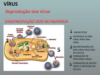 VÍRUSReprodução dos vírus3:REPRODUÇÃO DOS RETROVÍRUS 1ENDOCITOSE 2MUDANÇA DE RNA VIRAL PARA DNA VIRAL1433INCORPORAÇÃO DO DNA VIRAL PELO DNA DA CÉLULA524FORMAÇÃO DE PROTEÍNAS VIRAIS5FORMAÇÃO DE NOVOS VÍRUS E INFECÇÃO NA CÉLULA.
