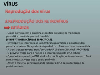 VÍRUSVÍRUSReprodução dos vírus3:REPRODUÇÃO DOS RETROVÍRUS ESTÁGIOS  - União do vírus com a proteína específica presente na membrana plasmática da célula que será invadida. (VÍRUS ATINGEM CÉLULAS ESPECÍFICAS).- Envelope viral incorpora-se  à membrana plasmática e o nucleotídeo penetra na célula. O capsídeo é degradado e o RNA viral incorpora a célula. - A transcriptase reversa transforma o RNA viral em DNA viral (PROVÍRUS)- O provírus migra para o núcleo e é incorporado pelo DNA celular- Quando incorporado, o DNA viral sofre duplicação juntamente com o DNA celular todas as vezes que a célula se dividir - Assim o material genético manda fabricar o RNA para a formação de proteínas virais.
