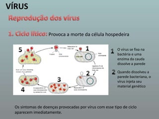 VÍRUSReprodução dos vírus1. Ciclo lítico:Provoca a morte da célula hospedeira151O vírus se fixa na bactéria e uma enzima da cauda dissolve a parede22Quando dissolveu a parede bacteriana, o vírus injeta seu material genético34Os sintomas de doenças provocadas por vírus com esse tipo de ciclo aparecem imediatamente.
