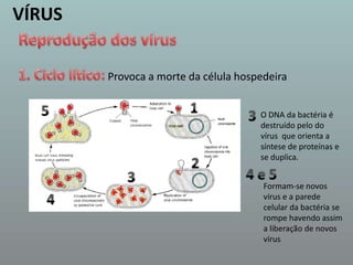 VÍRUSReprodução dos vírus1. Ciclo lítico:Provoca a morte da célula hospedeira153O DNA da bactéria é destruído pelo do vírus  que orienta a síntese de proteínas e se duplica.24 e 53Formam-se novos vírus e a parede celular da bactéria se rompe havendo assim a liberação de novos vírus4