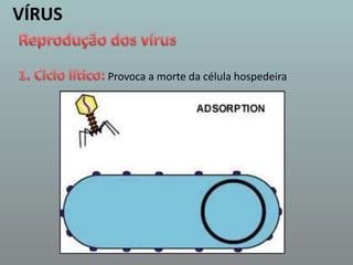 VÍRUSReprodução dos vírus1. Ciclo lítico:Provoca a morte da célula hospedeira