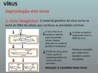 VÍRUSReprodução dos vírus2. Ciclo lisogênico:O material genético do vírus torna-separte do DNA da célula, que continua as atividades normais1O vírus fixa-se na bactéria e destrói parte da parede celular. Depois deposita seu material genético na bactéria.3A célula se duplica, duplicando assim o DNA do vírus.12Doenças causadas por esses vírus tendem a serem incuráveis2O DNA do vírus passa a fazer parte do material genético da célula sem esta perceber.3INDUÇÃO  LISOGÊNIO PARA LÍTICO