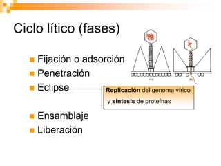 Ciclo lisogénico El ácido nucleico viral no expresa sus genes, se integra en el genoma de la célula o queda libre a modo de plásmido.El virus queda en forma de provirus.Por distintos factores el provirus puede comenzar un ciclo normal o lítico. 