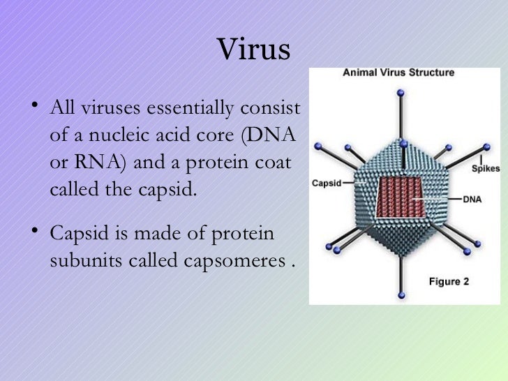 Virus