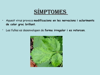 Aquest virus provoca  modificacions en les nervacions i aclariments de color groc brillant .  Les fulles es desenvolupen de  forma irregular i es retorcen .   Símptomes  