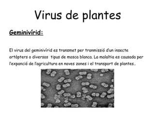 Virus de plantes Geminivírid: El virus del geminivírid es transmet per tranmissió d’un insecte  ortòpters o diversos  tipus de mosca blanca. La malaltia es causada per l’expanció de l’agricultura en noves zones i el transport de plantes.. 