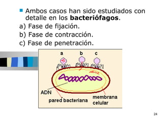  Ambos casos han sido estudiados con
  detalle en los bacteriófagos.
a) Fase de fijación.
b) Fase de contracción.
c) Fase de penetración.




                                        24
 