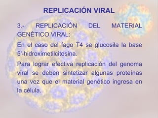 REPLICACIÓN VIRAL 3.- REPLICACIÓN DEL MATERIAL GENÉTICO VIRAL: En el caso del fago T4 se glucosila la base 5'-hidroximetilcitosina.  Para lograr efectiva replicación del genoma viral se deben sintetizar algunas proteínas una vez que el material genético ingresa en la célula.  