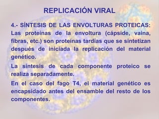 REPLICACIÓN VIRAL 4.- SÍNTESIS DE LAS ENVOLTURAS PROTEICAS: Las proteínas de la envoltura (cápside, vaina, fibras, etc.) son proteínas tardías que se sintetizan después de iniciada la replicación del material genético.  La síntesis de cada componente proteico se realiza separadamente.  En el caso del fago T4, el material genético es encapsidado antes del ensamble del resto de los componentes.  