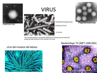 VIRUS

                                                        Papillomavirus
Adenovirus




                                          Bacteriofago T4 (MET x390,000)
   virus del mosaico del tabaco
 