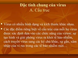 Đặc tính chung của virus
A. Cấu trúc
 Virus có nhiều hình dạng và kích thước khác nhau.
 Các đặc điểm riêng biệt về cấu trúc của mỗi họ virus
được xác định dựa vào các chức năng của virion: sự
tạo hình và giải phóng virus ra khỏi tế bào nhiễm,
cách truyền virus sang các ký chủ khác, sự gắn, xâm
nhập của vi rus trong các tế bào nhiễm mới…
 