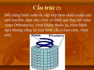 Cấu trúc (2)
Đối xứng hình xoắn ốc sắp xếp theo chiều xoắn của
axit nuclêic, làm cho virut có hình que hay sợi (như
virus Orthomyxo, virut khảm thuốc lá, virut bệnh
dại) nhưng cũng có loại hình cầu (virut cúm, virut
sởi).
 