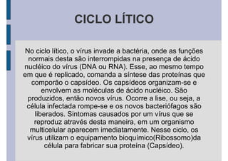 CICLO LÍTICO
No ciclo lítico, o vírus invade a bactéria, onde as funções
normais desta são interrompidas na presença de ácido
nucléico do vírus (DNA ou RNA). Esse, ao mesmo tempo
em que é replicado, comanda a síntese das proteínas que
comporão o capsídeo. Os capsídeos organizam-se e
envolvem as moléculas de ácido nucléico. São
produzidos, então novos vírus. Ocorre a lise, ou seja, a
célula infectada rompe-se e os novos bacteriófagos são
liberados. Sintomas causados por um vírus que se
reproduz através desta maneira, em um organismo
multicelular aparecem imediatamente. Nesse ciclo, os
vírus utilizam o equipamento bioquímico(Ribossomo)da
célula para fabricar sua proteína (Capsídeo).
 