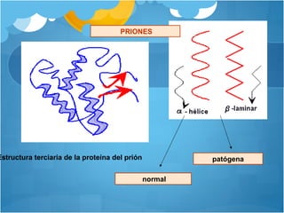 normal
patógenaEstructura terciaria de la proteína del prión
PRIONES
 