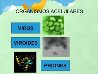 ORGANISMOS ACELULARES
VIRUSVIRUS
VIROIDESVIROIDES
PRIONESPRIONES
 