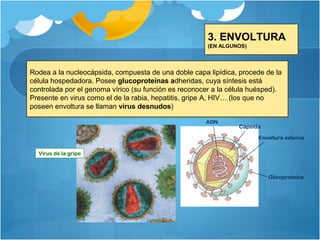 Cápsida
Virus de la gripe
Envoltura externa
Glicoproteína
ADN
3. ENVOLTURA
(EN ALGUNOS)
3. ENVOLTURA
(EN ALGUNOS)
Rodea a la nucleocápsida, compuesta de una doble capa lipídica, procede de la
célula hospedadora. Posee glucoproteínas adheridas, cuya síntesis está
controlada por el genoma vírico (su función es reconocer a la célula huésped).
Presente en virus como el de la rabia, hepatitis, gripe A, HIV… (los que no
poseen envoltura se llaman virus desnudos)
Rodea a la nucleocápsida, compuesta de una doble capa lipídica, procede de la
célula hospedadora. Posee glucoproteínas adheridas, cuya síntesis está
controlada por el genoma vírico (su función es reconocer a la célula huésped).
Presente en virus como el de la rabia, hepatitis, gripe A, HIV… (los que no
poseen envoltura se llaman virus desnudos)
 