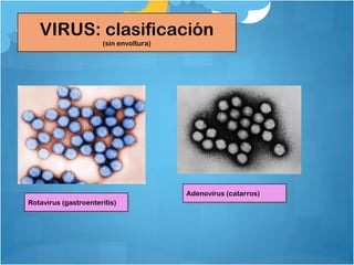 VIRUS: clasificación
(sin envoltura)
VIRUS: clasificación
(sin envoltura)
Adenovirus (catarros)Adenovirus (catarros)
Rotavirus (gastroenteritis)Rotavirus (gastroenteritis)
 