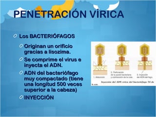 PENETRACIÓN VÍRICA
Los BACTERIÓFAGOSLos BACTERIÓFAGOS
Originan un orificioOriginan un orificio
gracias a lisozima.gracias a lisozima.
Se comprime el virus eSe comprime el virus e
inyecta el ADN.inyecta el ADN.
ADN del bacteriófagoADN del bacteriófago
muy compactado (tienemuy compactado (tiene
una longitud 500 vecesuna longitud 500 veces
superior a la cabeza)superior a la cabeza)
INYECCIÓNINYECCIÓN
 
