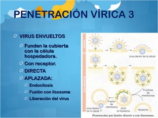 PENETRACIÓN VÍRICA 3
VIRUS ENVUELTOSVIRUS ENVUELTOS
Funden la cubiertaFunden la cubierta
con la célulacon la célula
hospedadora.hospedadora.
Con receptor.Con receptor.
DIRECTADIRECTA
APLAZADA:APLAZADA:
EndocitosisEndocitosis
Fusión con lisosomaFusión con lisosoma
Liberación del virusLiberación del virus
 