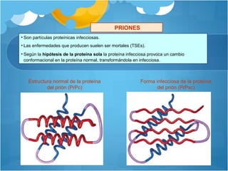 PRIONES
• Son partículas proteínicas infecciosas.
• Las enfermedades que producen suelen ser mortales (TSEs).
• Según la hipótesis de la proteína sola la proteína infecciosa provoca un cambio
conformacional en la proteína normal, transformándola en infecciosa.
Estructura normal de la proteína
del prión (PrPc)
Forma infecciosa de la proteína
del prión (PrPsc)
PRIONES
 