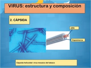 VIRUS: estructura y composiciónVIRUS: estructura y composición
2. CÁPSIDA2. CÁPSIDA
Cápsida helicoidal: virus mosaico del tabacoCápsida helicoidal: virus mosaico del tabaco
ARNARN
CapsómerosCapsómeros
 