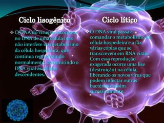 O DNA do vírus se incorpora
no DNA de uma célula mas
não interfere no metabolismo
da célula hospedeira, que
continua reproduzindo
normalmente, transmitindo o
DNA viral às células
descendentes.
O DNA viral passa a
comandar o metabolismo da
célula hospedeira e a faz
várias cópias que se
transcrevem em RNA virais.
Com essa reprodução
exagerada ocorre uma lise
(destruição) na célula,
liberando os novos vírus que
podem infectar outras
bactérias e assim
sucessivamente.
 
