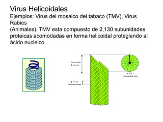 Virus Helicoidales
Ejemplos: Virus del mosaico del tabaco (TMV), Virus
Rabies
(Animales). TMV esta compuesto de 2,130 subunidades
proteicas acomodadas en forma helicoidal protegiendo al
ácido nucleico.
 