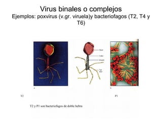 Virus binales o complejos
Ejemplos: poxvirus (v.gr. viruela)y bacteriofagos (T2, T4 y
T6)
T2 P1
T2 y P1 son bacteriofagos de doble hebra
 