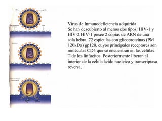 Virus de Inmunodeficiencia adquirida
Se han descubierto al menos dos tipos: HIV-1 y
HIV-2.HIV-1 posee 2 copias de ARN de una
sola hebra, 72 espiculas con glicoproteínas (PM
120kDa) gp120, cuyos principales receptores son
moléculas CD4 que se encuentran en las células
T de los linfocitos. Posteriormente liberan al
interior de la célula ácido nucleico y transcriptasa
reversa.
 