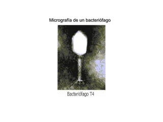 Micrografía de un bacteriófagoMicrografía de un bacteriófago
 