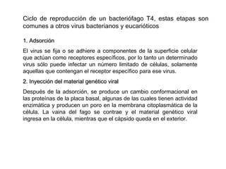 Ciclo de reproducción de un bacteriófago T4, estas etapas son
comunes a otros virus bacterianos y eucarióticos
1. Adsorción1. Adsorción
El virus se fija o se adhiere a componentes de la superficie celular
que actúan como receptores específicos, por lo tanto un determinado
virus sólo puede infectar un número limitado de células, solamente
aquellas que contengan el receptor específico para ese virus.
2. Inyección del material genético viral2. Inyección del material genético viral
Después de la adsorción, se produce un cambio conformacional en
las proteínas de la placa basal, algunas de las cuales tienen actividad
enzimática y producen un poro en la membrana citoplasmática de la
célula. La vaina del fago se contrae y el material genético viral
ingresa en la célula, mientras que el cápsido queda en el exterior.
 