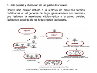 5. Lísis celular y liberación de las partículas virales5. Lísis celular y liberación de las partículas virales
Ocurre lísis celular debido a la síntesis de proteínas tardías
codificadas en el genoma del fago, generalmente son enzimas
que lesionan la membrana citolasmática y la pared celular,
facilitando la salida de los fagos recién fabricados.
 