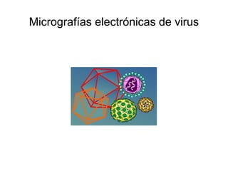 Micrografías electrónicas de virus
 