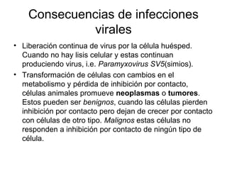 Consecuencias de infecciones
virales
• Liberación continua de virus por la célula huésped.
Cuando no hay lisis celular y estas continuan
produciendo virus, i.e. Paramyxovirus SV5(simios).
• Transformación de células con cambios en el
metabolismo y pérdida de inhibición por contacto,
células animales promueve neoplasmas o tumores.
Estos pueden ser benignos, cuando las células pierden
inhibición por contacto pero dejan de crecer por contacto
con células de otro tipo. Malignos estas células no
responden a inhibición por contacto de ningún tipo de
célula.
 