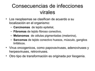 Consecuencias de infecciones
virales
• Los neoplasmas se clasifican de acuerdo a su
localización en el organismo:
– Carcinomas de tejido epitelial,
– Fibromas de tejido fibroso conectivo,
– Melanomas de células pigmentadas (melanina),
– Sarcomas de tejido conectivo huesos, músculo, ganglios
linfáticos.
• Virus oncogenicos, como papovaviruses, adenoviruses y
herpesviruses, retroviruses.
• Otro tipo de transformación es originada por lisogenia.
 