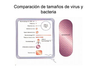 Comparación de tamaños de virus y
bacteria
 